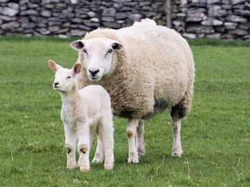 lamb
